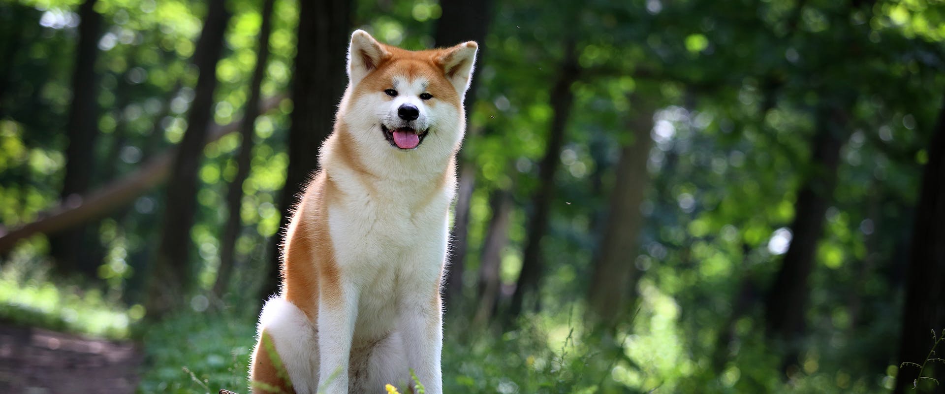 Ένας ιαπωνικός σκύλος Akita στέκεται στο δάσος