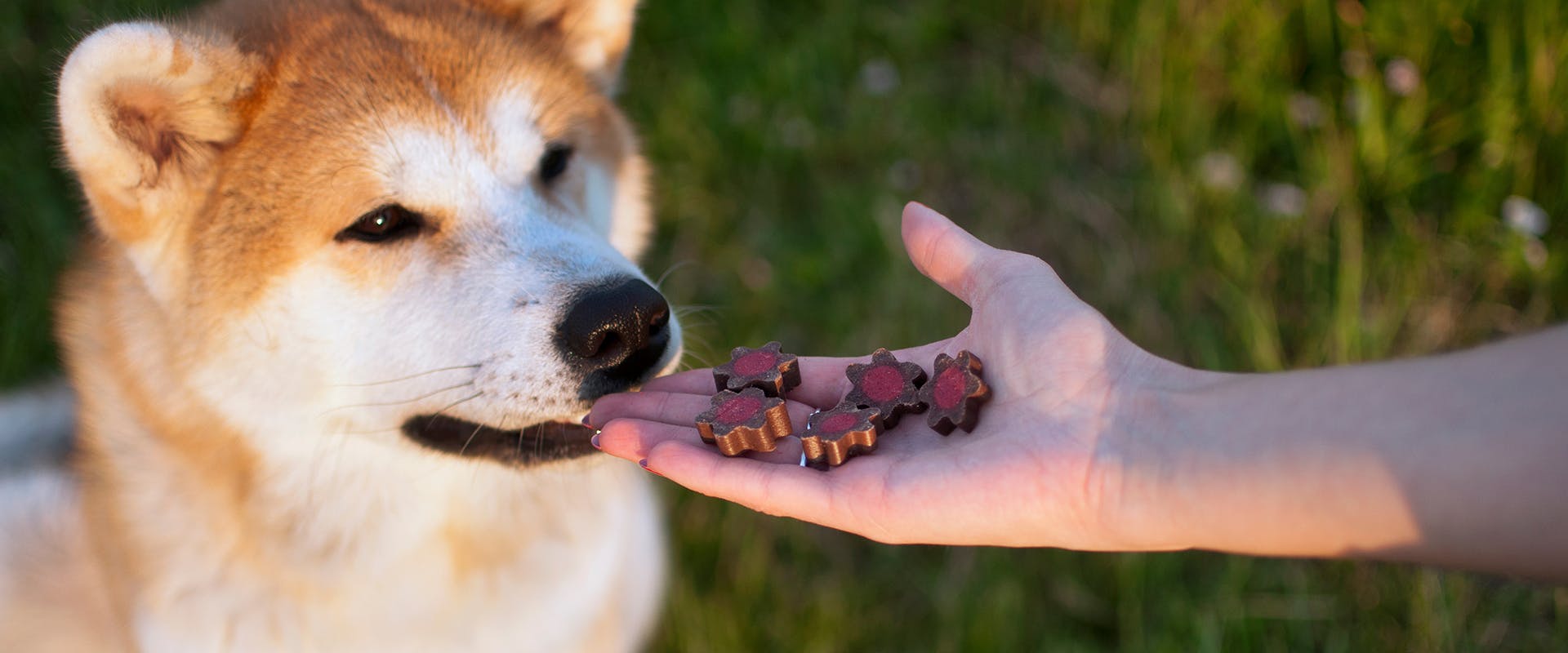 Ένας ιαπωνικός σκύλος ακίτα λαμβάνει λιχουδιές κατά τη διάρκεια εκπαίδευσης